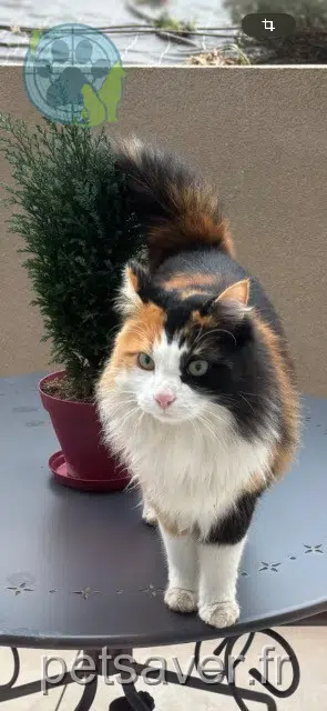 chatte lost Fréjus Lou