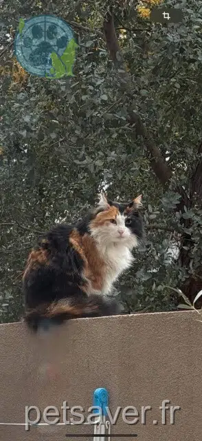 chatte perdue Fréjus Lou chatte lost Fréjus Lou