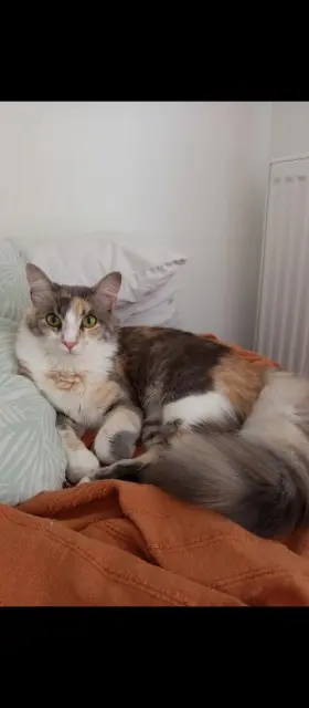 chatte lost    Saint-Raphaël Lulu