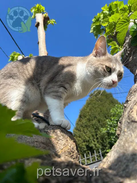 cat lost   83300 Draguignan Lyla