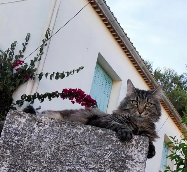 chatte lost   83500 La Seyne-sur-Mer Léa
