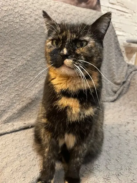 chatte lost   83600 Les Adrets-de-l'Estérel Mademoiselle