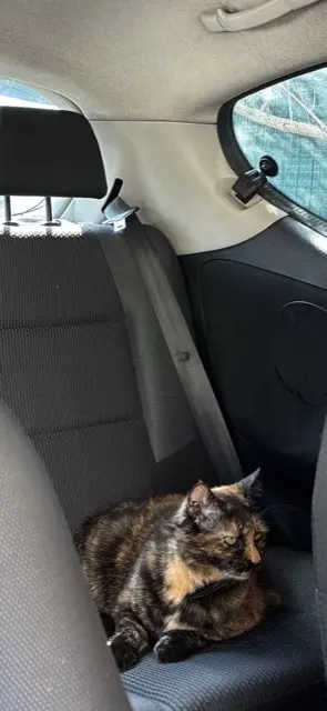 chatte lost   83210 Solliès-Pont Maia