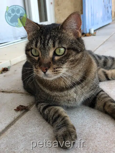chatte lost 83310 Grimaud Malta