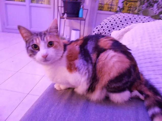 chatte lost    Fréjus Maya