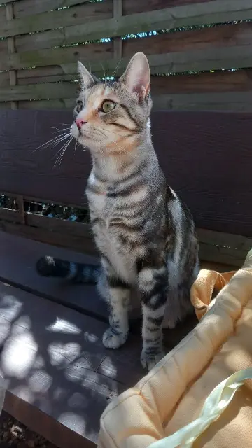 chatte lost   83500 La Seyne-sur-Mer Maïa