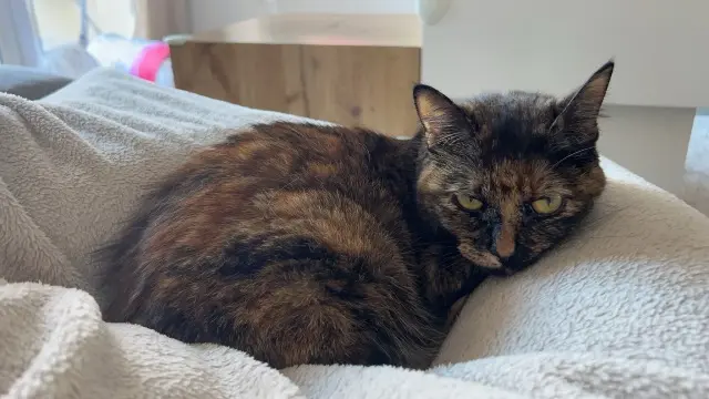 chatte lost   83550 Vidauban Miki