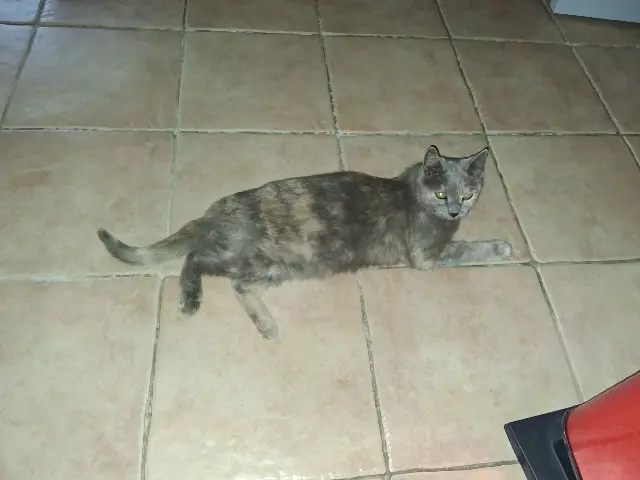 chatte lost   83740 La Cadière-d'Azur Mimi