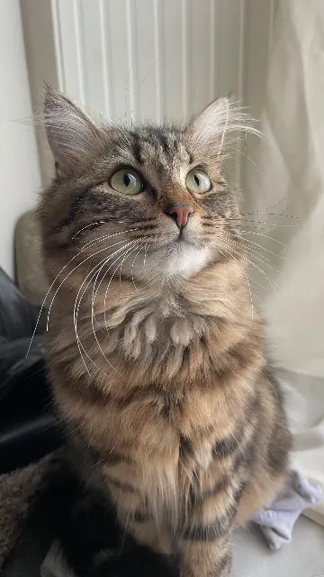 chatte lost   83400 Hyères Mimi