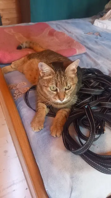 chatte lost   83190 Ollioules Mimi