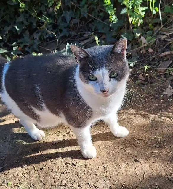 chatte lost    Saint-Raphaël mimi