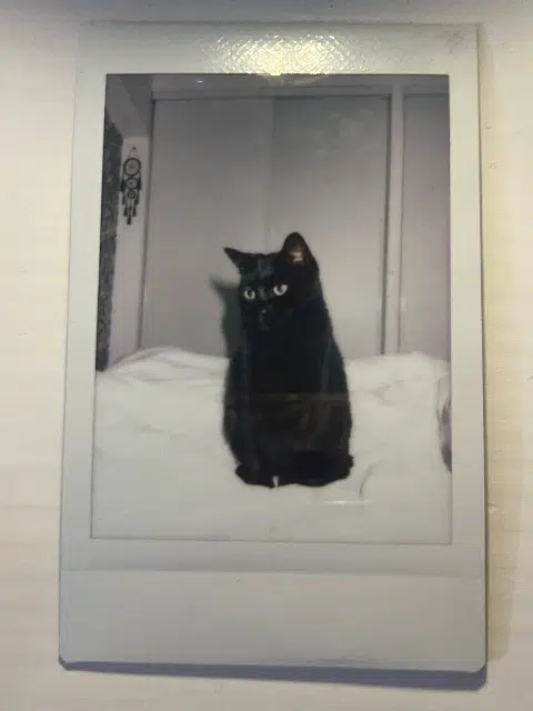 chatte lost   83300 Draguignan Mimi