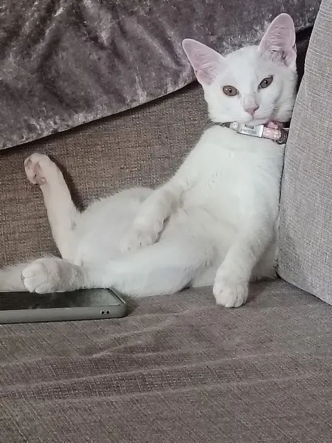 chatte lost    Fréjus Mina