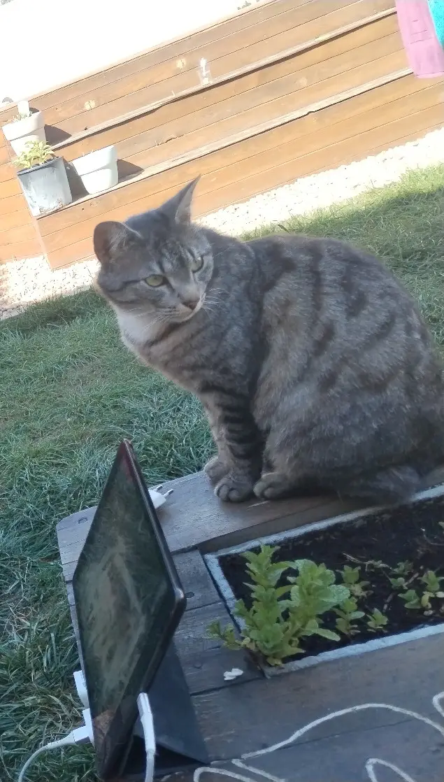 Chatte Perdue 83 Var - Minette Chatte Perdue 83 Var - Minette