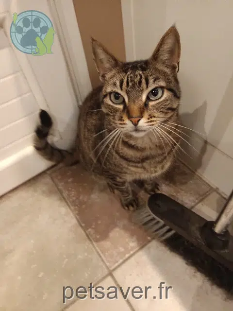 Katze lost   83400 Hyères Minjah