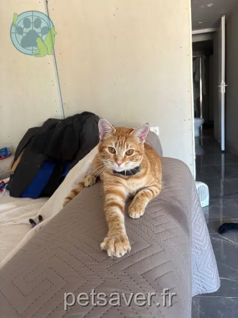 chatte lost   83400 Hyères Minnie
