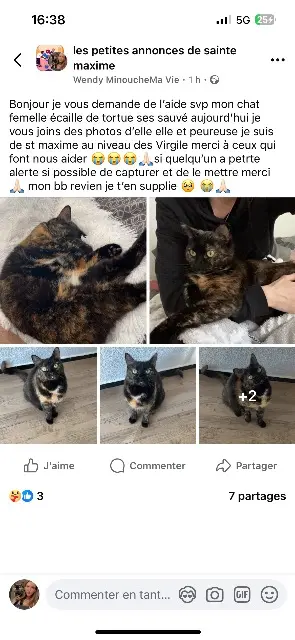 chatte perdue 83120 Sainte-Maxime Minouche chatte lost 83120 Sainte-Maxime Minouche