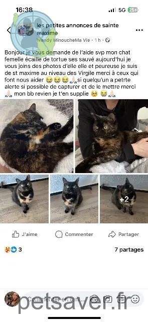 gata perdida 83120 Sainte-Maxime Minouche gata lost 83120 Sainte-Maxime Minouche