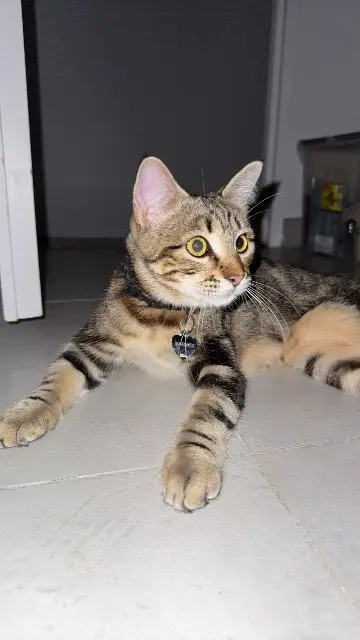 chatte lost   83470 Saint-Maximin-la-Sainte-Baume Misia