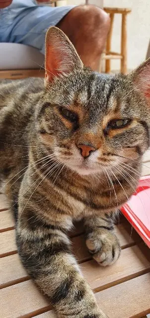 chatte lost   83140 Six-Fours-les-Plages Moana