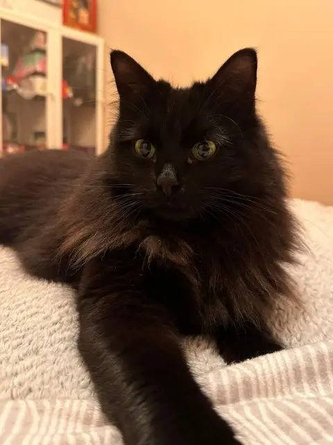 chatte lost   83400 Hyères Moon