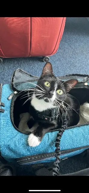 chatte lost   83160 La Valette-du-Var Moon