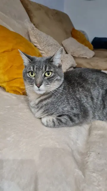 chatte lost   83136 Rocbaron Moon