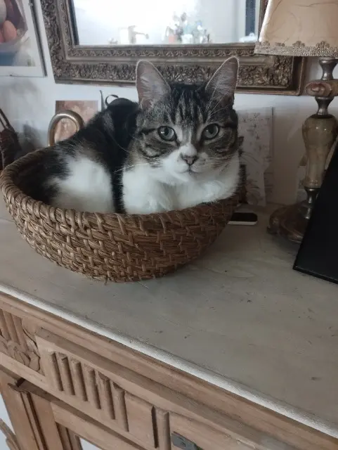 chatte lost   83470 Saint-Maximin-la-Sainte-Baume Moumoute