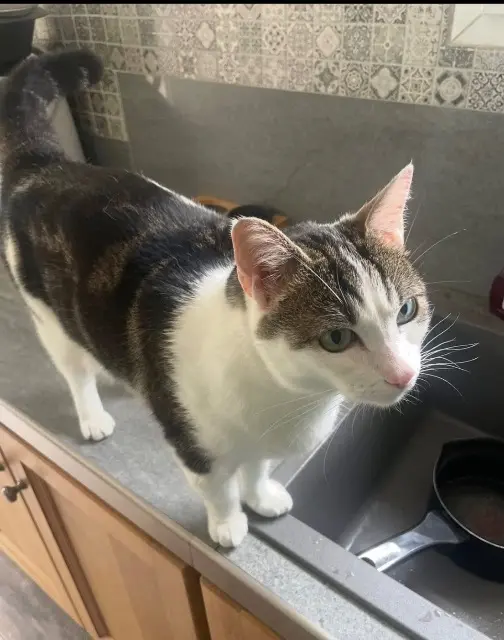 chatte lost   83470 Saint-Maximin-la-Sainte-Baume Mulan