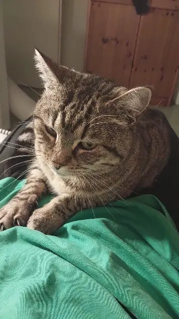 chatte lost   83120 Sainte-Maxime Myrtille