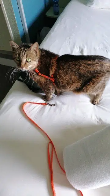 chatte lost   83110 Sanary-sur-Mer Mysti