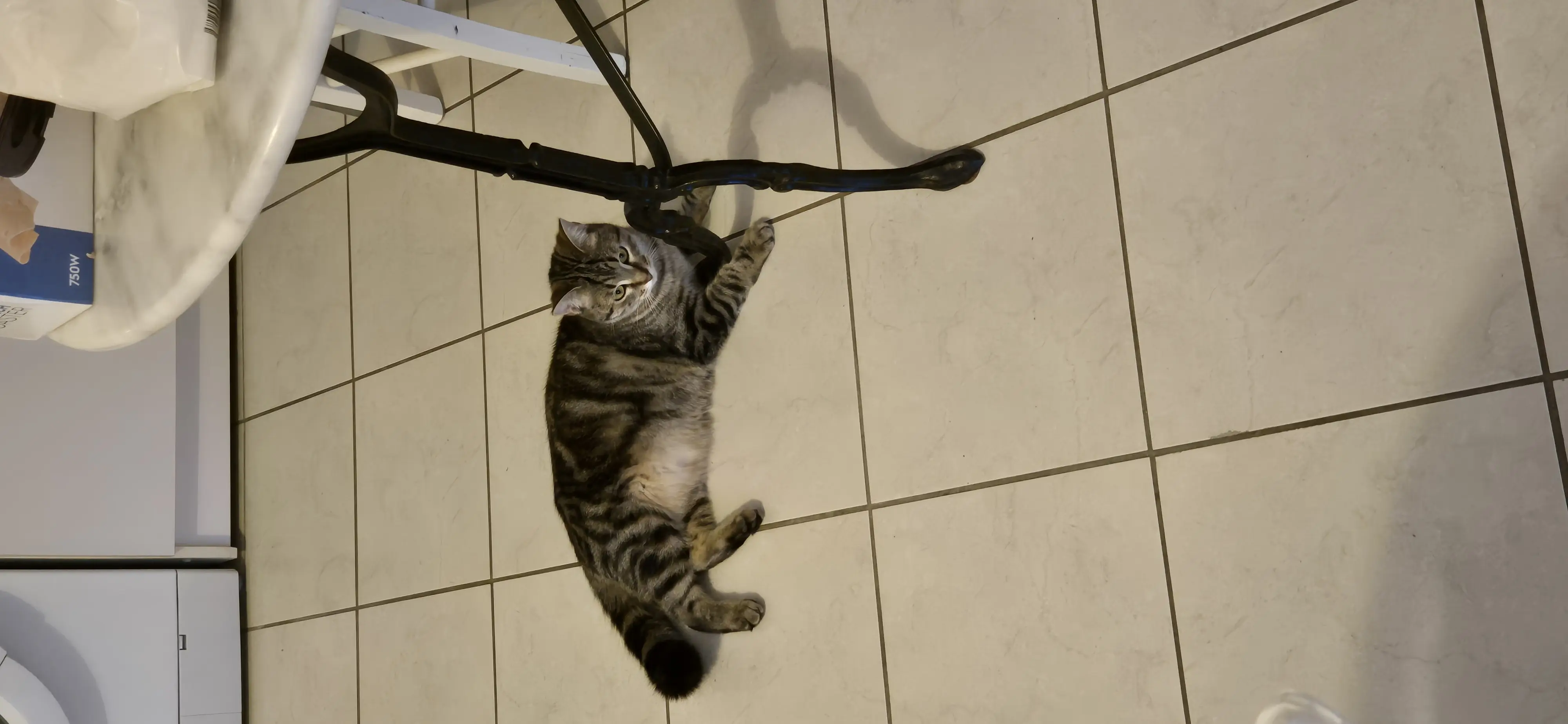 chatte lost   83150 Bandol Nala