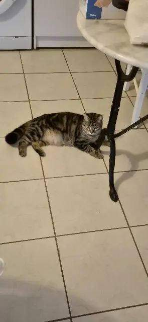 chatte lost   83150 Bandol Nama