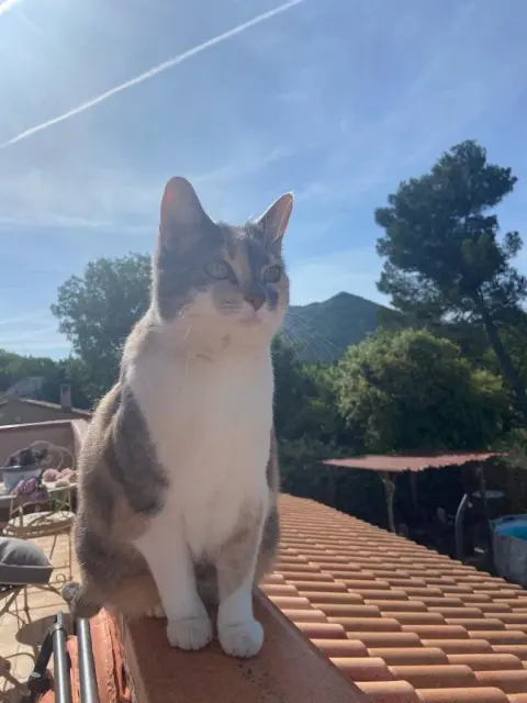 chatte lost   83670 Pontevès Nina