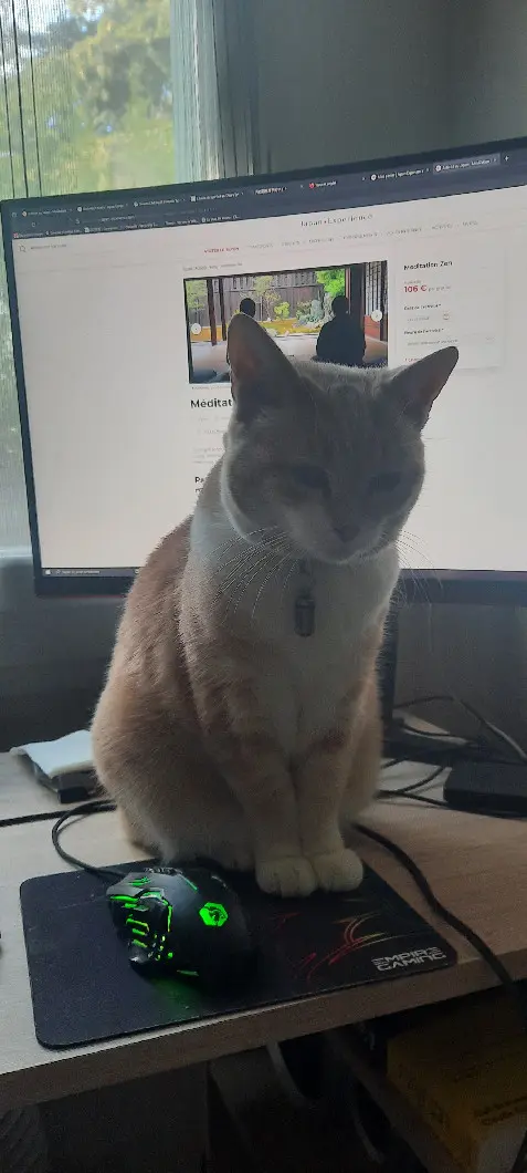 Chatte Perdue 83 Var - Noisette Chatte Perdue 83 Var - Noisette