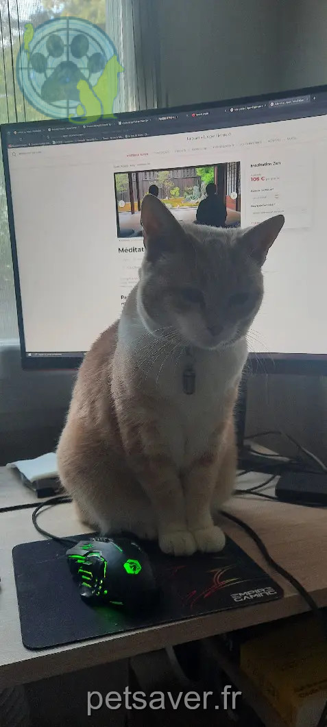 Chatte Perdue 83 Var - Noisette Chatte Perdue 83 Var - Noisette
