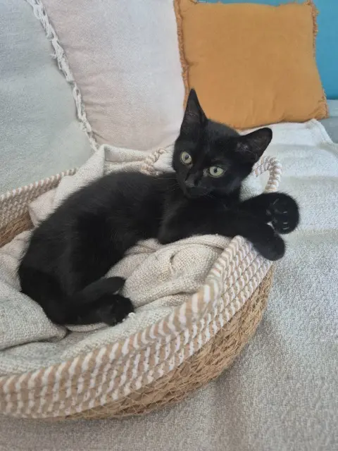 chatte lost   83260 La Crau Paillette