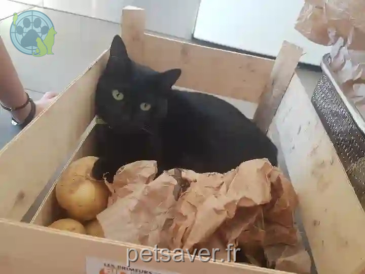 Chatte Perdue 83 Var - Pamina Chatte Perdue 83 Var - Pamina