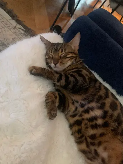 Chatte Perdue 83 Var - Pandora Chatte Perdue 83 Var - Pandora