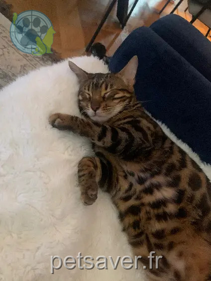 Chatte Perdue 83 Var - Pandora Chatte Perdue 83 Var - Pandora