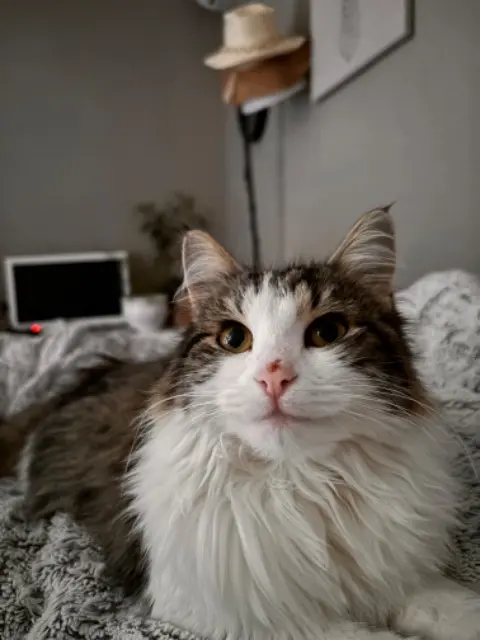 chatte lost   83260 La Crau Paulette