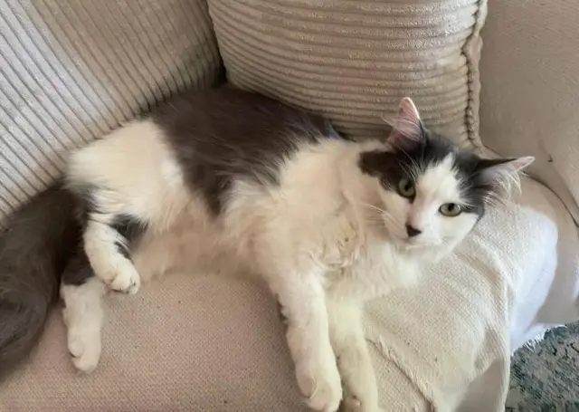 chatte lost   83140 Six-Fours-les-Plages Perle