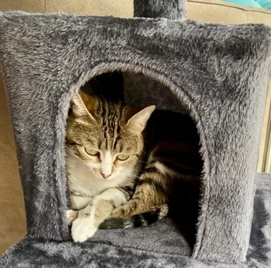 chatte lost   83190 Ollioules Petitcoeur