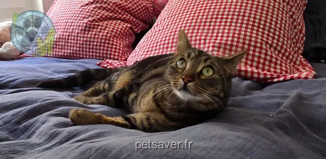chatte lost   83500 La Seyne-sur-Mer Pika