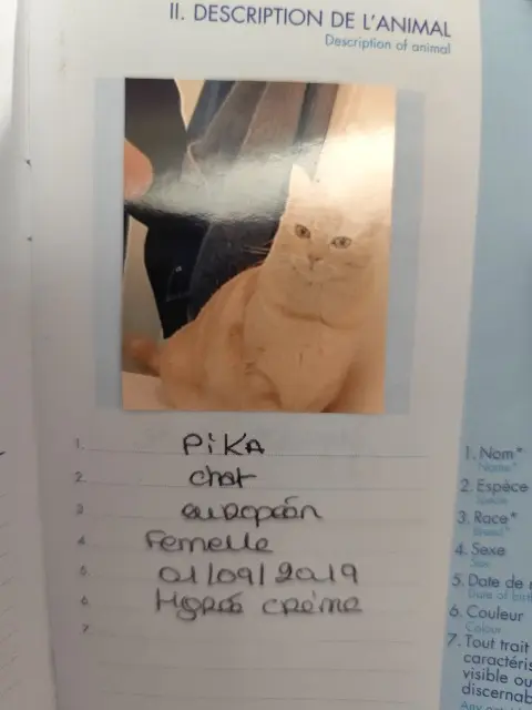 chatte lost   83500 La Seyne-sur-Mer Pika