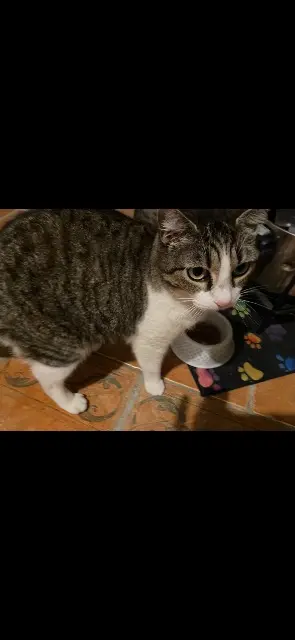 chatte lost   83200 Le Revest-les-Eaux Pounieta