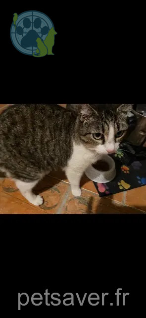chatte perdue 83200 Le Revest-les-Eaux Pounieta chatte lost 83200 Le Revest-les-Eaux Pounieta