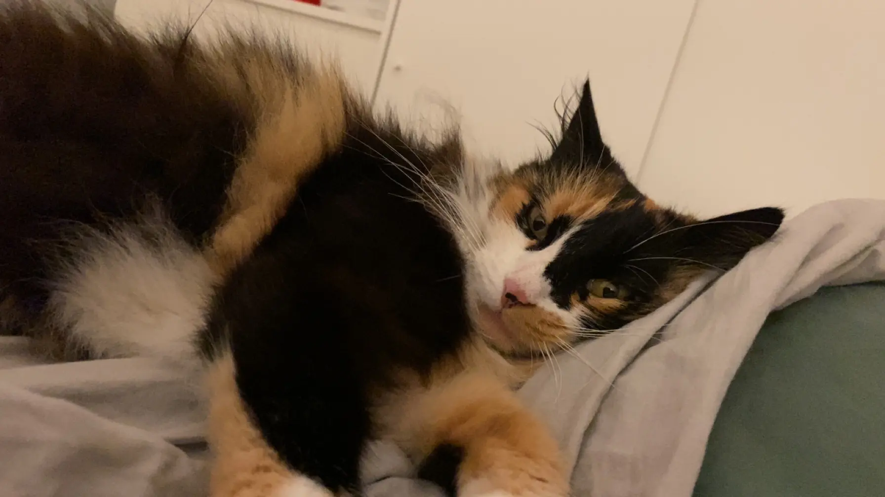Chatte Perdue 83 Var - Princesse Chatte Perdue 83 Var - Princesse