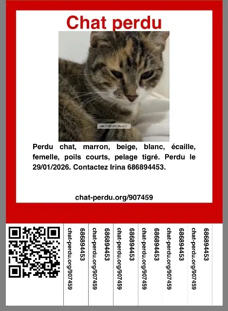 chatte lost   83400 Hyères Princesse