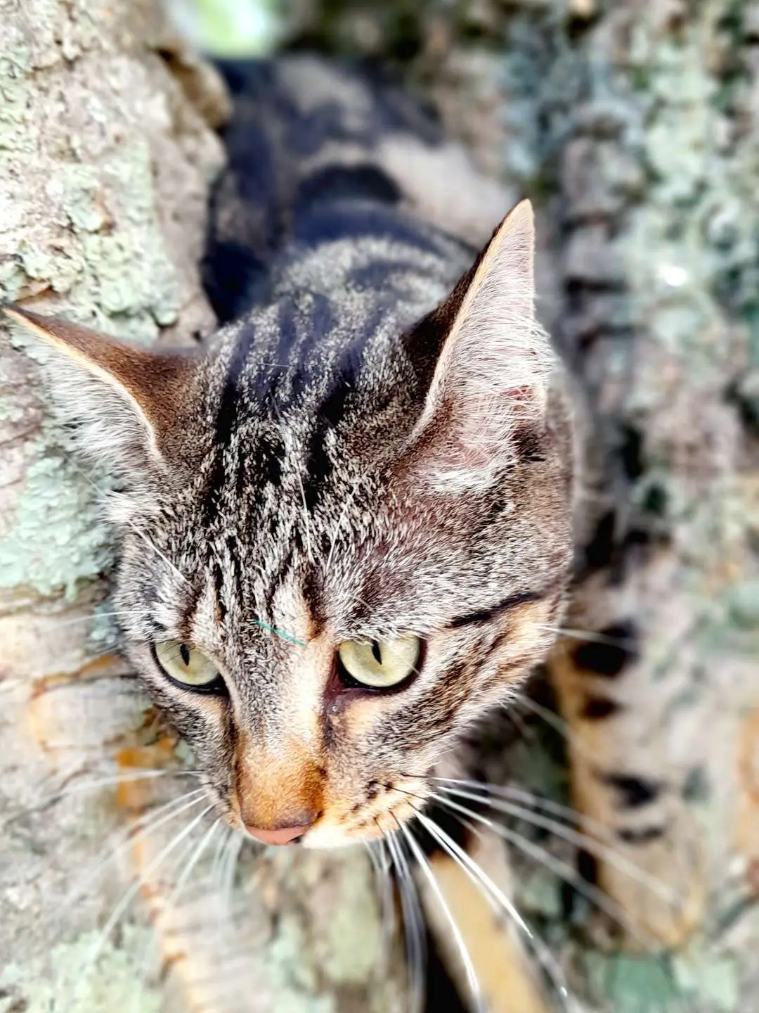 Chatte Perdue 83 Var Chatte Perdue 83 Var